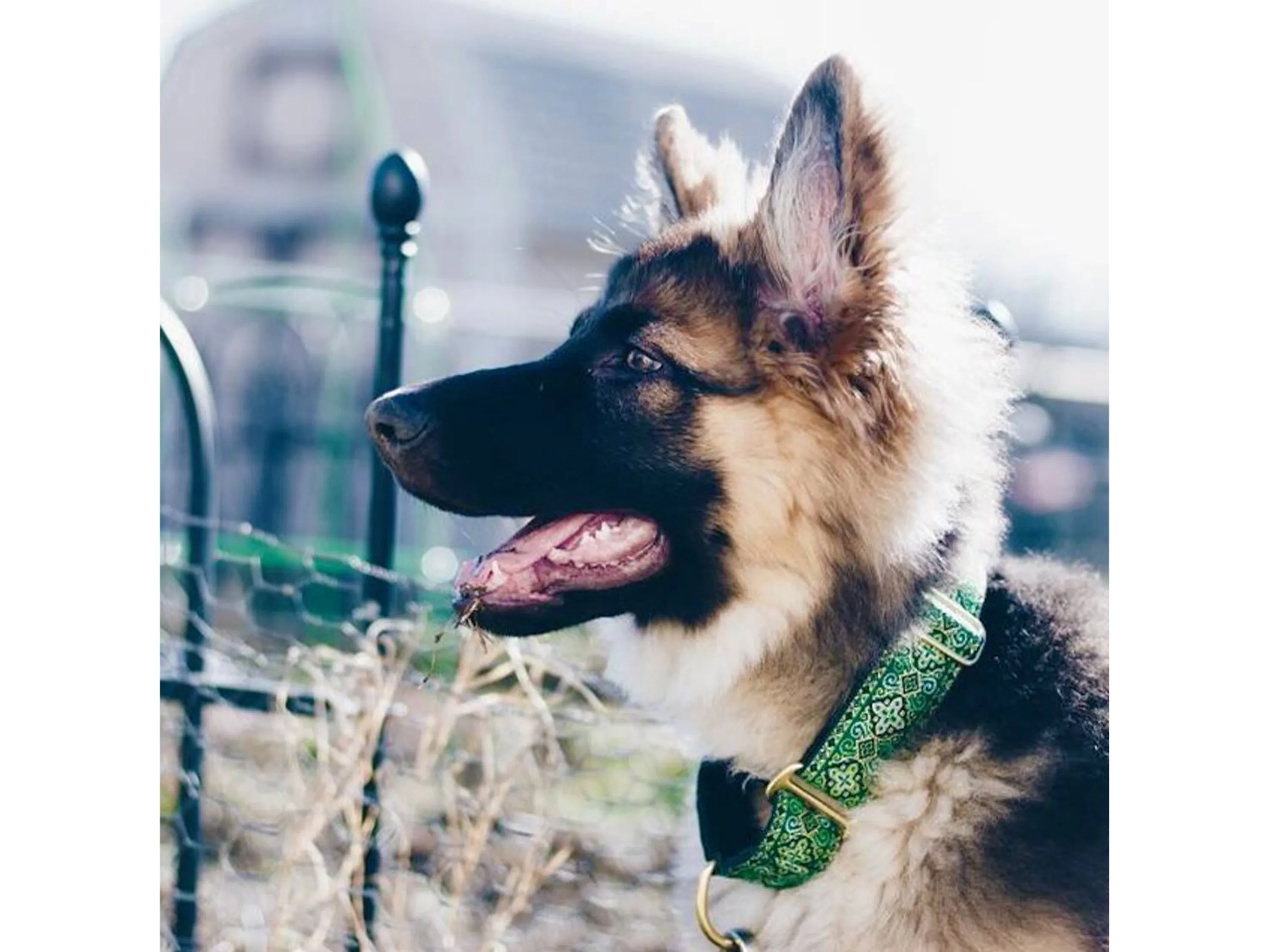 Nobility in Kelly Green - Martingale or Buckle Dog Collar - 1.5" Width