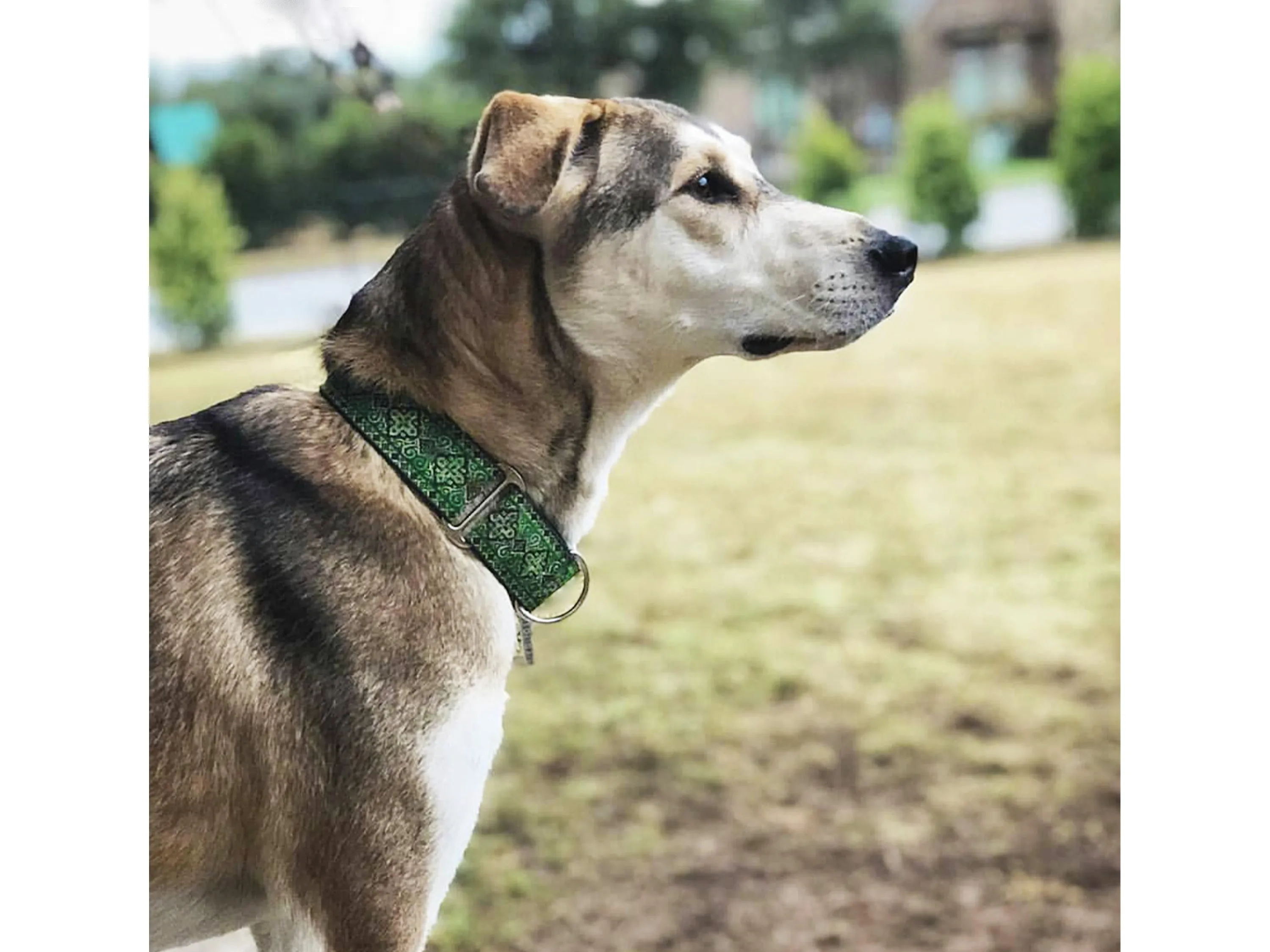 Nobility in Kelly Green - Martingale or Buckle Dog Collar - 1.5" Width
