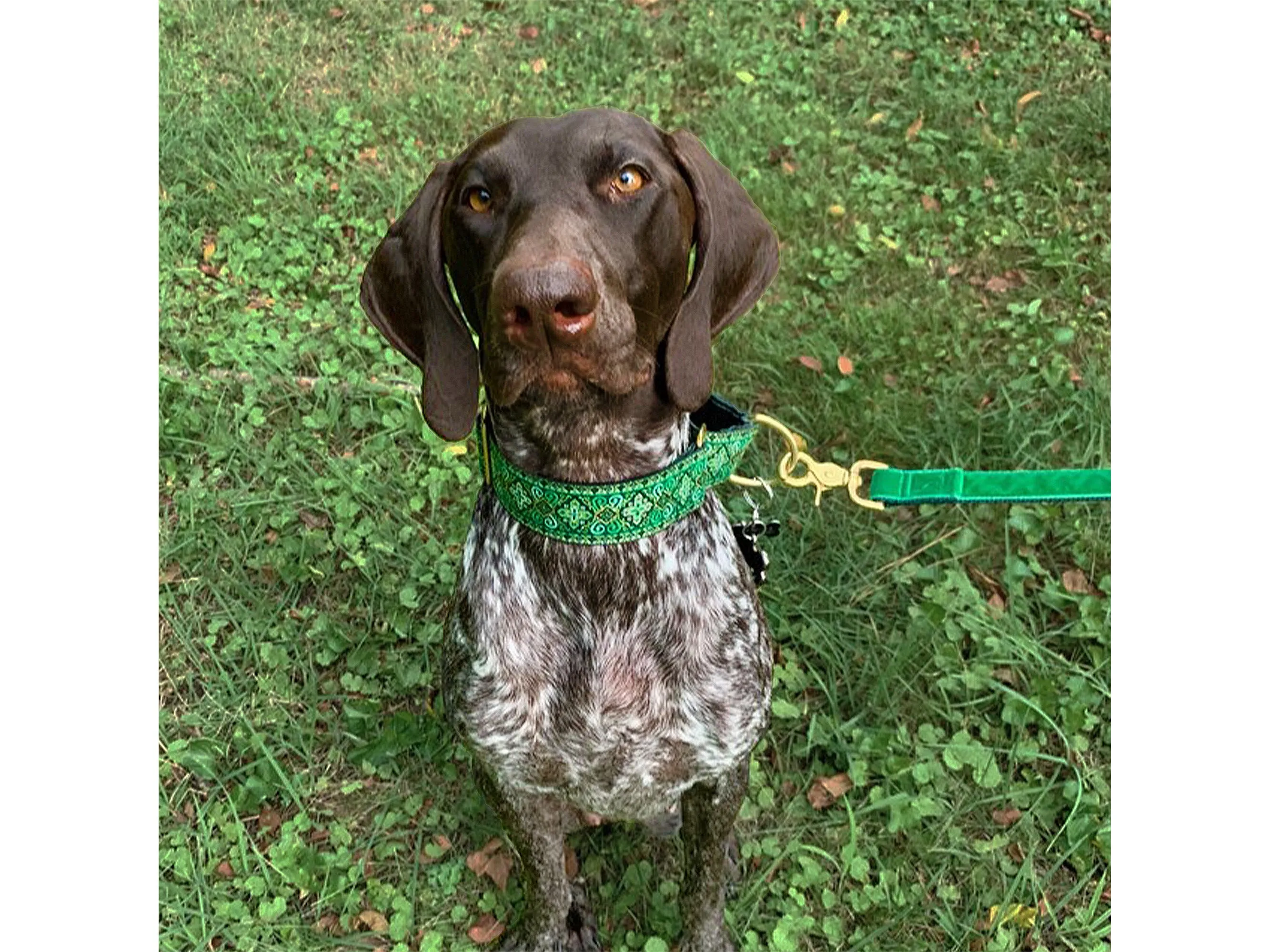Nobility in Kelly Green - Martingale or Buckle Dog Collar - 1.5" Width