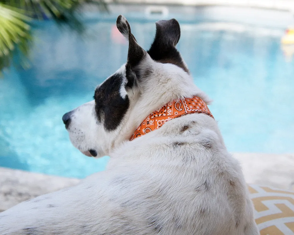Orange Paisley Bandana Print Dog Collar