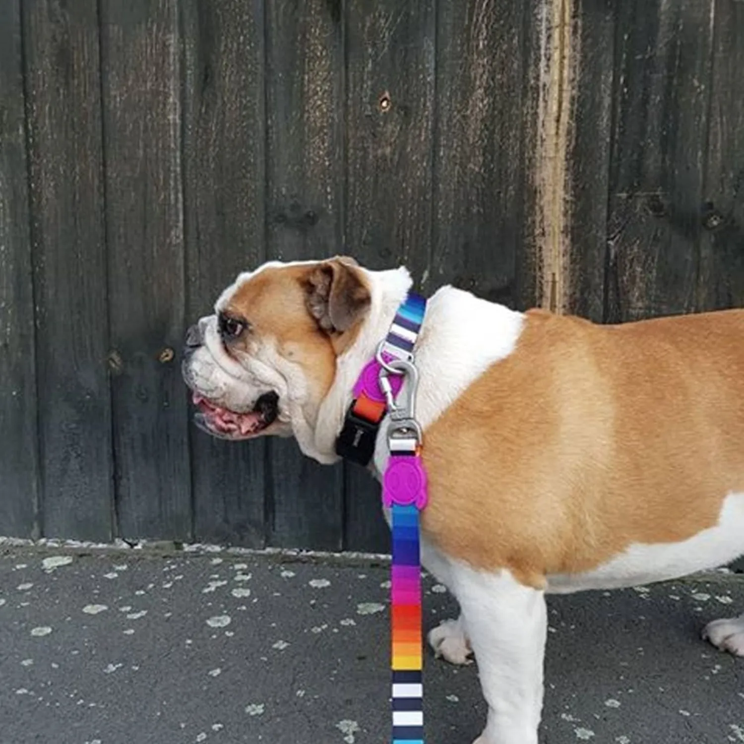 Prisma Dog Collar