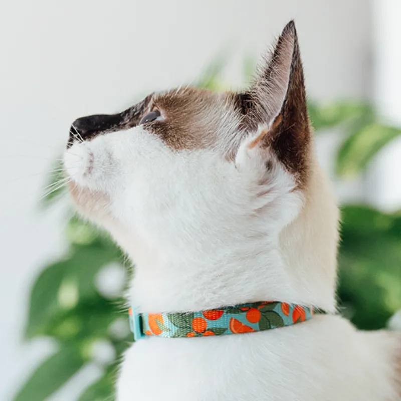 Zee.Cat Florida Cat Collar